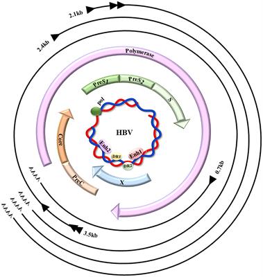 Hepatitis B virus X protein and TGF-β: partners in the carcinogenic journey of hepatocellular carcinoma